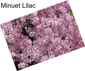 Minuet Lilac