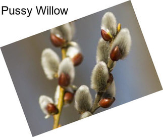 Pussy Willow