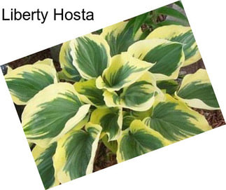 Liberty Hosta