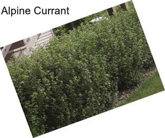 Alpine Currant