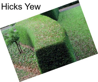 Hicks Yew