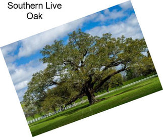 Southern Live Oak