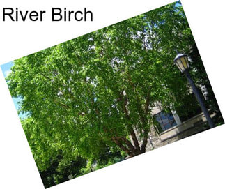 River Birch