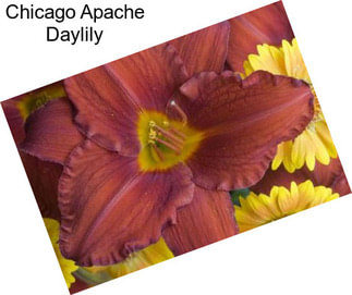 Chicago Apache Daylily