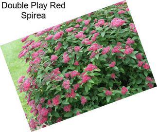 Double Play Red Spirea