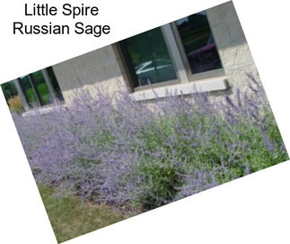 Little Spire Russian Sage