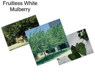 Fruitless White Mulberry