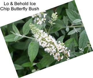 Lo & Behold Ice Chip Butterfly Bush