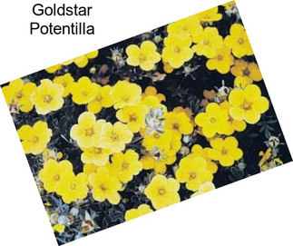 Goldstar Potentilla