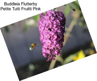 Buddleia Flutterby Petite Tutti Fruitti Pink