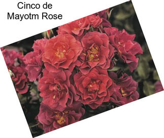 Cinco de Mayotm Rose