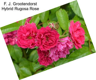 F. J. Grootendorst Hybrid Rugosa Rose