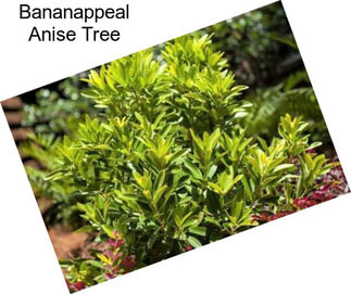 Bananappeal Anise Tree
