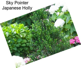 Sky Pointer Japanese Holly