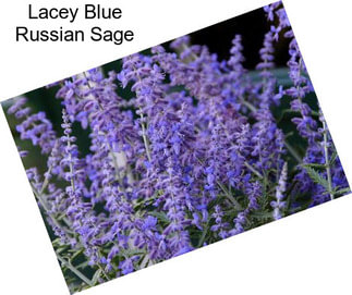 Lacey Blue Russian Sage