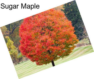 Sugar Maple