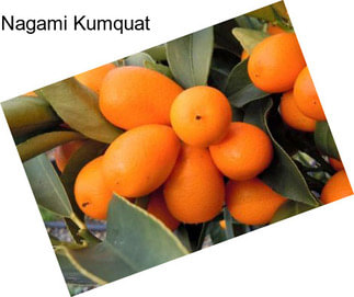 Nagami Kumquat