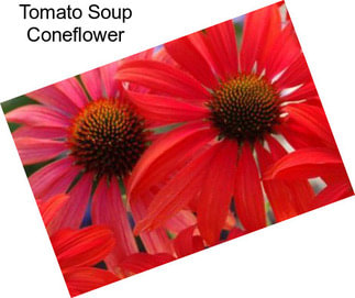 Tomato Soup Coneflower