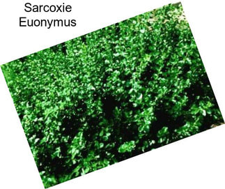 Sarcoxie Euonymus