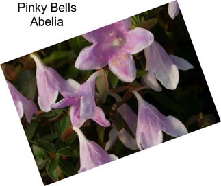 Pinky Bells Abelia