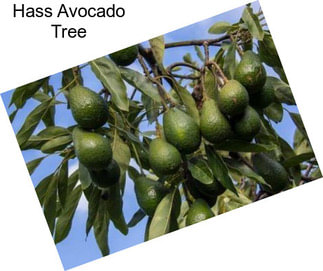 Hass Avocado Tree