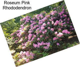 Roseum Pink Rhododendron