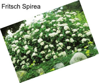 Fritsch Spirea