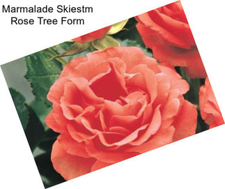 Marmalade Skiestm Rose Tree Form