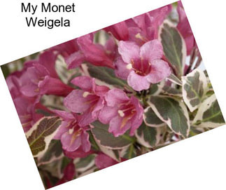 My Monet Weigela