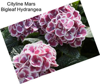 Cityline Mars Bigleaf Hydrangea