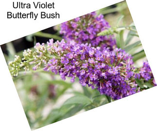 Ultra Violet Butterfly Bush