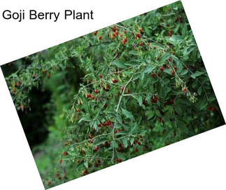 Goji Berry Plant