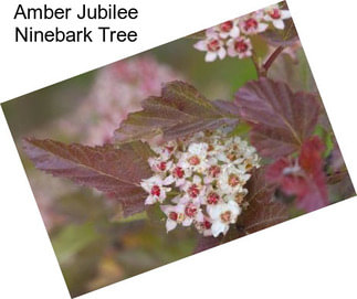 Amber Jubilee Ninebark Tree