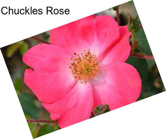 Chuckles Rose