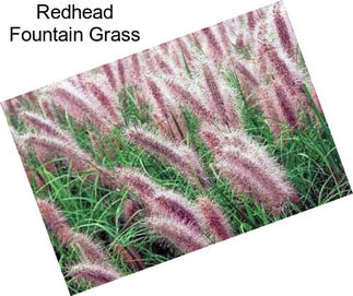 Redhead Fountain Grass