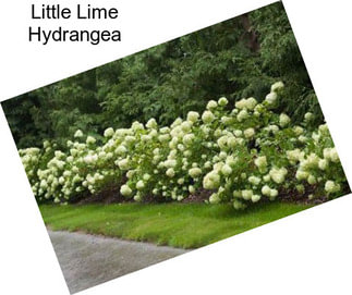 Little Lime Hydrangea