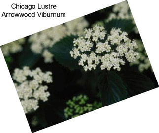 Chicago Lustre Arrowwood Viburnum