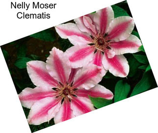 Nelly Moser Clematis