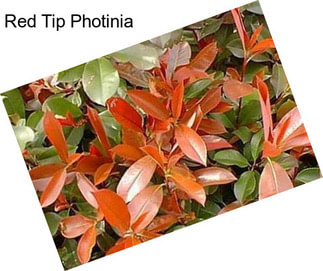 Red Tip Photinia