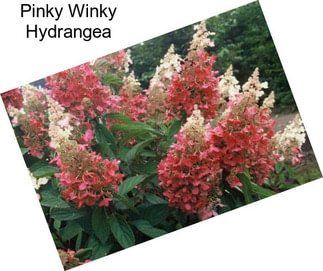 Pinky Winky Hydrangea