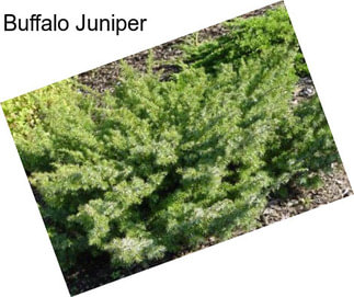 Buffalo Juniper