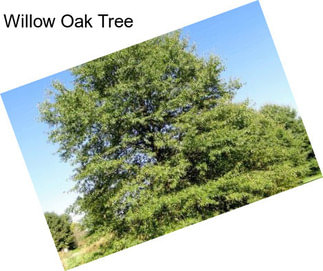 Willow Oak Tree