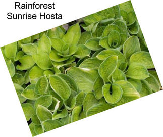 Rainforest Sunrise Hosta