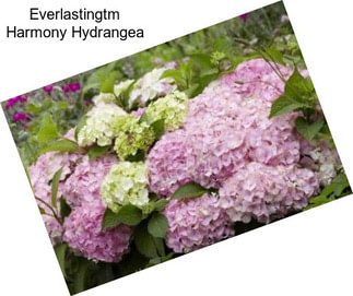 Everlastingtm Harmony Hydrangea