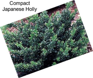 Compact Japanese Holly