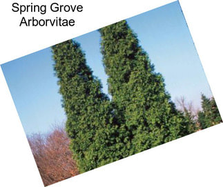 Spring Grove Arborvitae