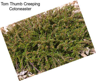 Tom Thumb Creeping Cotoneaster