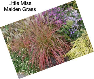Little Miss Maiden Grass