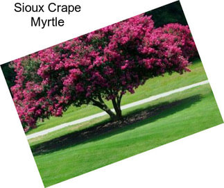 Sioux Crape Myrtle