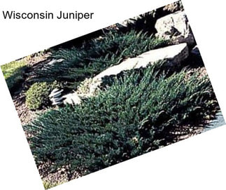 Wisconsin Juniper